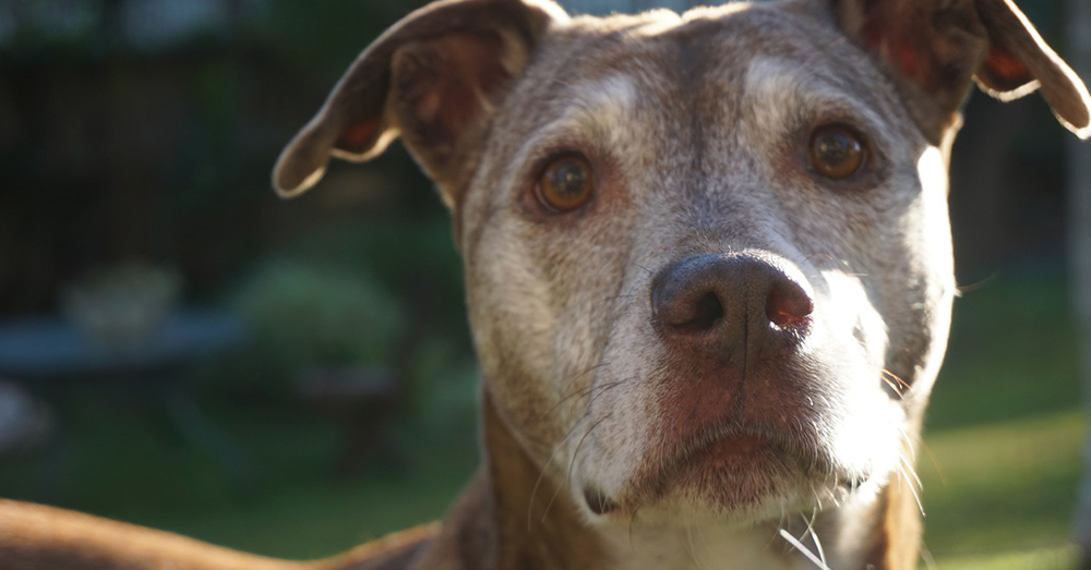 Source: Pixabay They may seem set in their ways, but senior dogs can learn new tricks, too, and they make great companions!