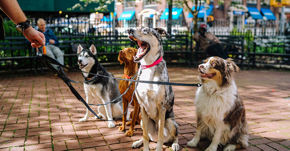 Source: Unsplash What do you think. Is saving the planet enough to give up your pet?