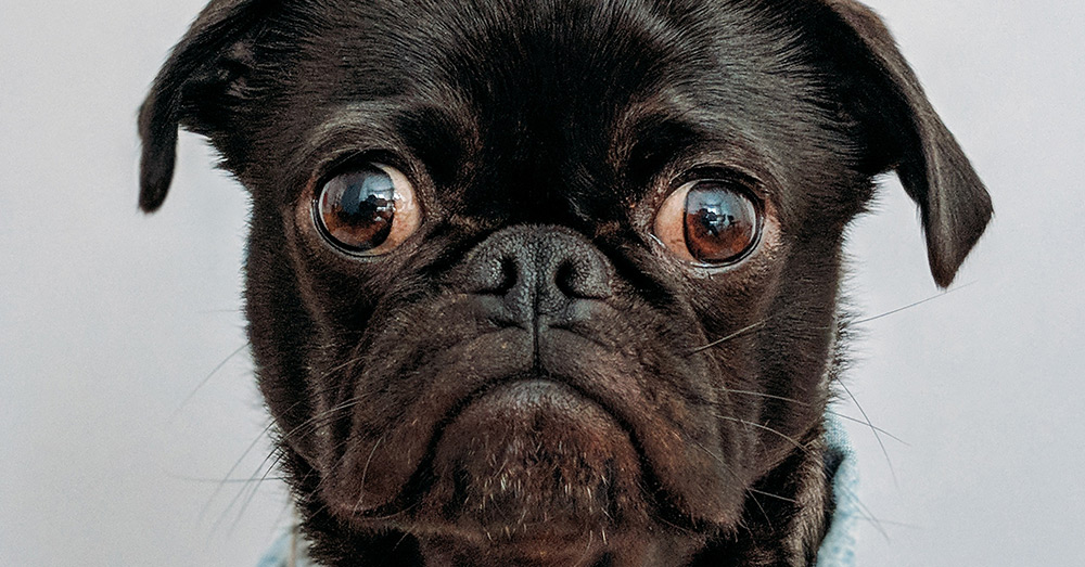 Source: Unsplash Is this the face of an environmental menace?