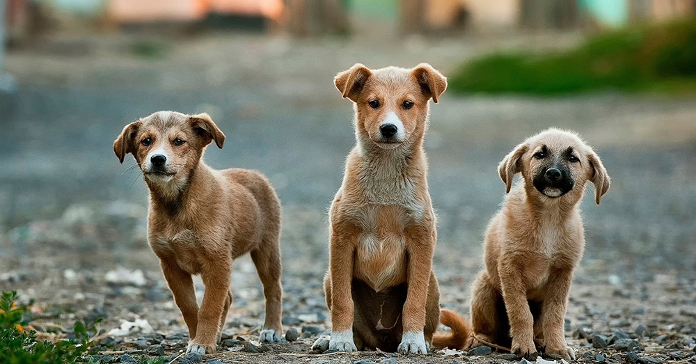 Source: Unsplash Pets may cause pollution, but they do a lot to keep us healthy, too.