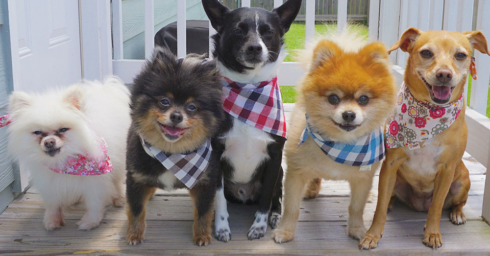 Source: Positively Woof