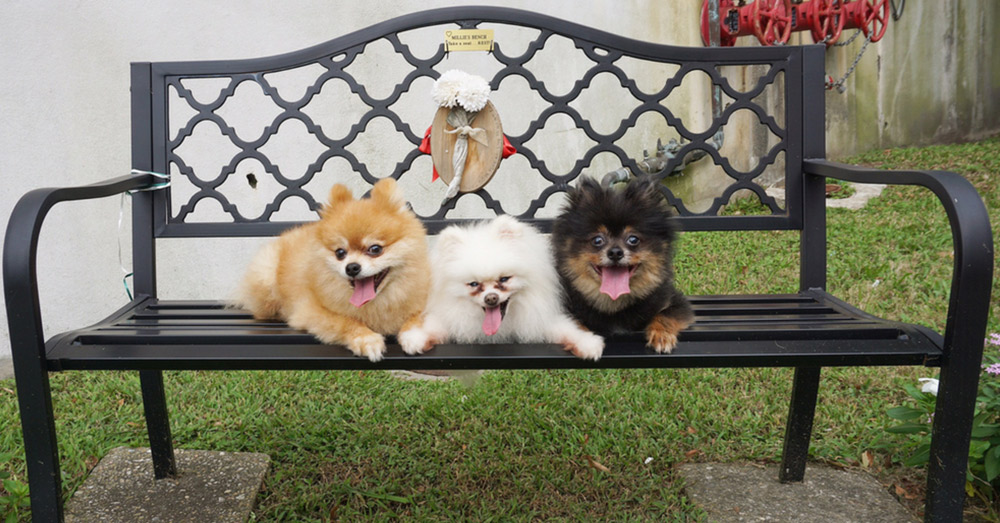 Source: Positively Woof