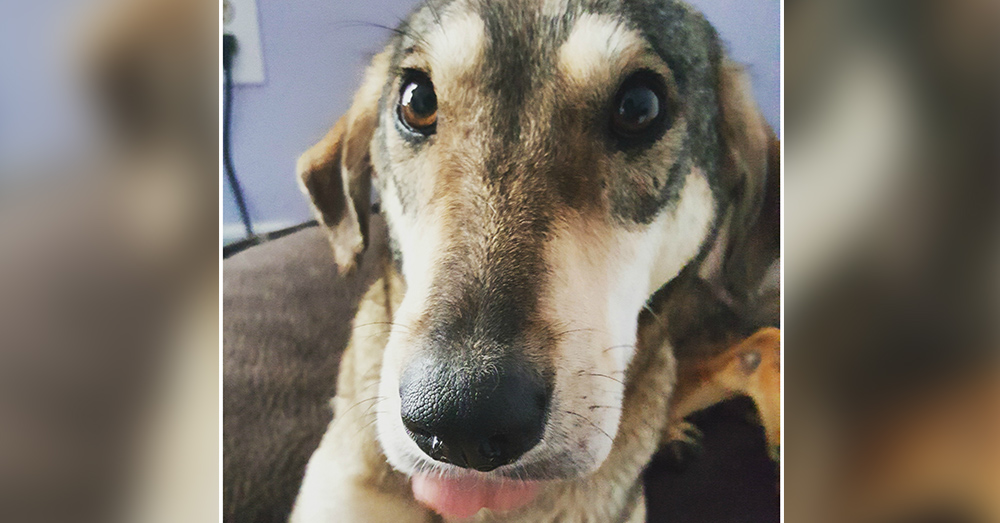 Source: Positively Woof