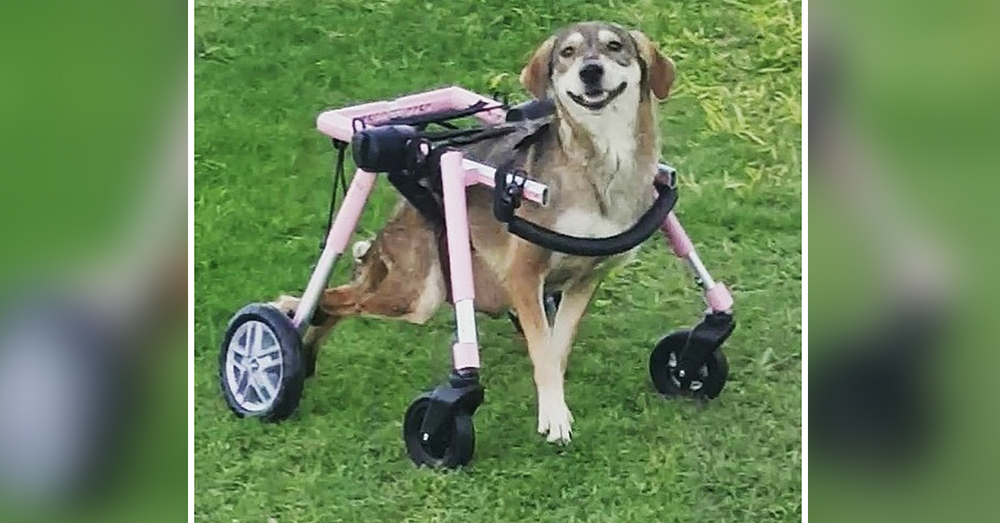 Source: Positively Woof
