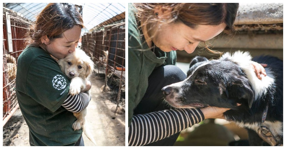 Photos: Facebook/Humane Society International