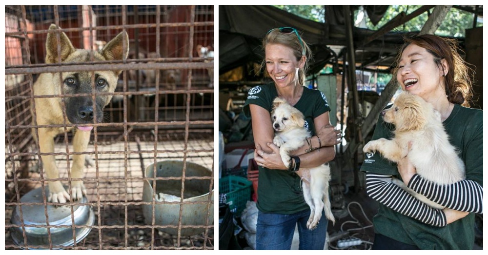 Photos: Facebook/Humane Society International
