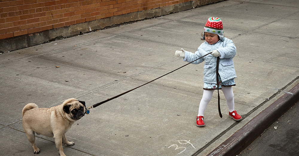 Source: Unsplash The new social rating system in China punishes those who do not clean up after their dogs.