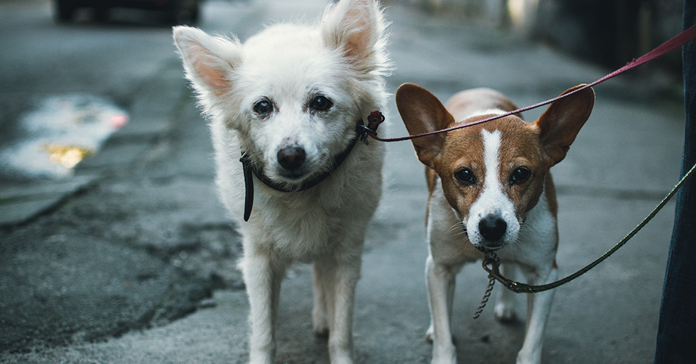 Source: Unsplash So far, China has seen fewer reports of pet-related infractions since implementing the social rating system.