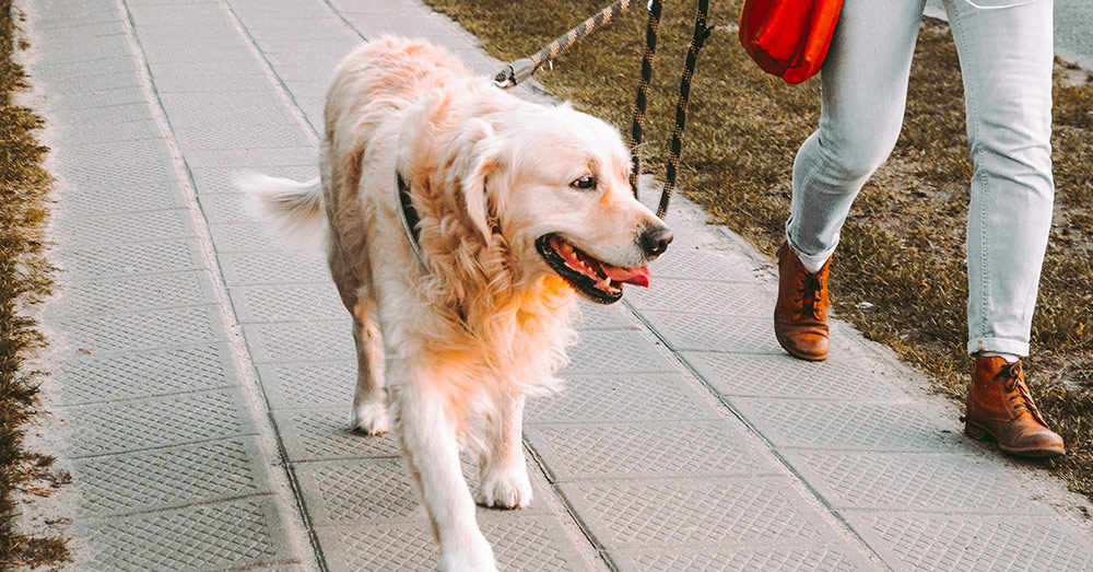 Source: Unsplash If your social rating points drop to zero, you may have to forfeit your pet.