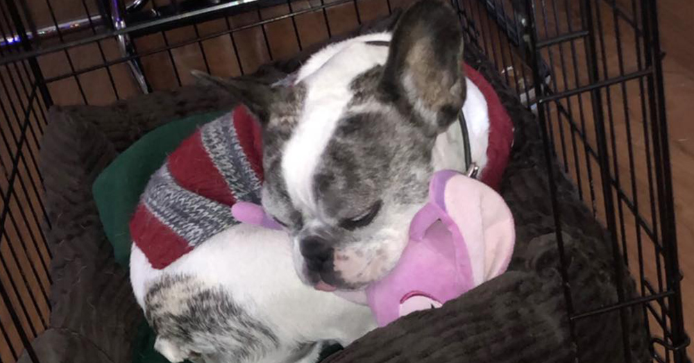 french bulldog puppies for sale near me craigslist