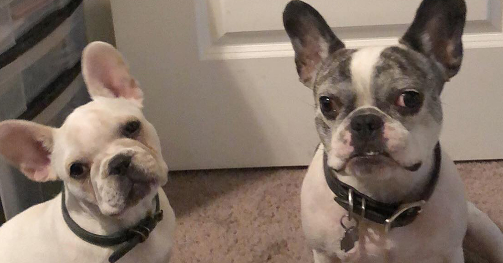 french bulldog for sale near me craigslist