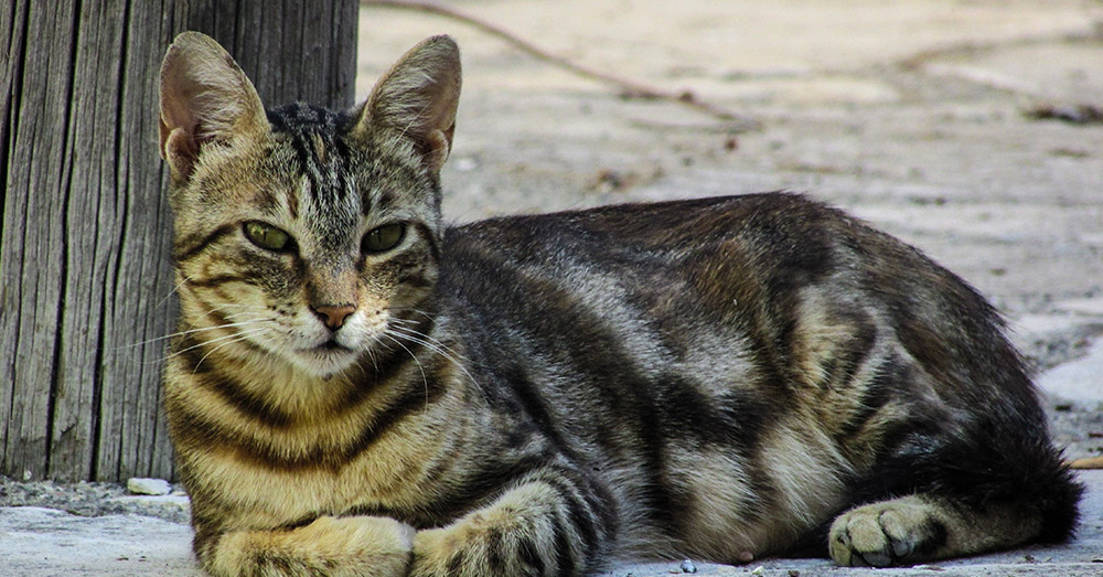 Woman Develops Guillaume-Barre Syndrome After Touching Feral Cat