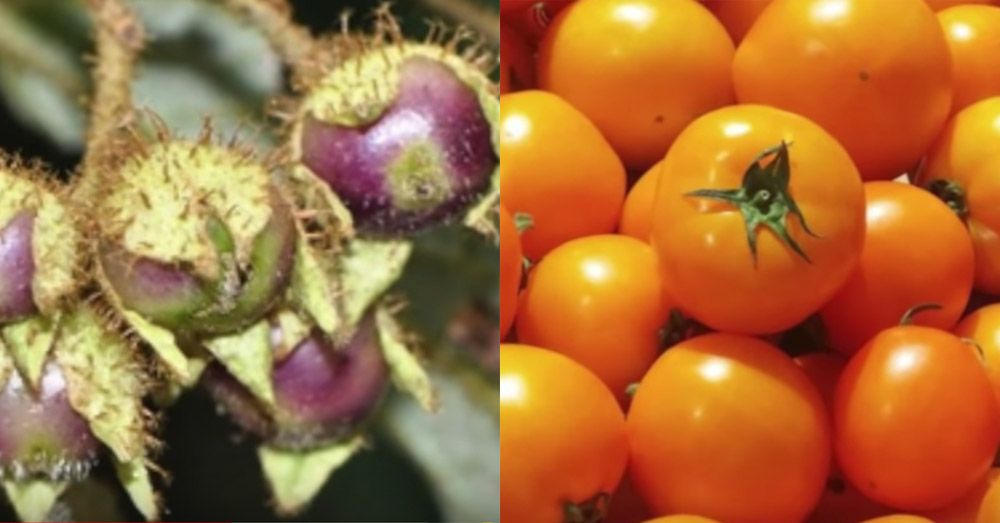 10 Foods That Originally Looked Totally Different Than They Do Today