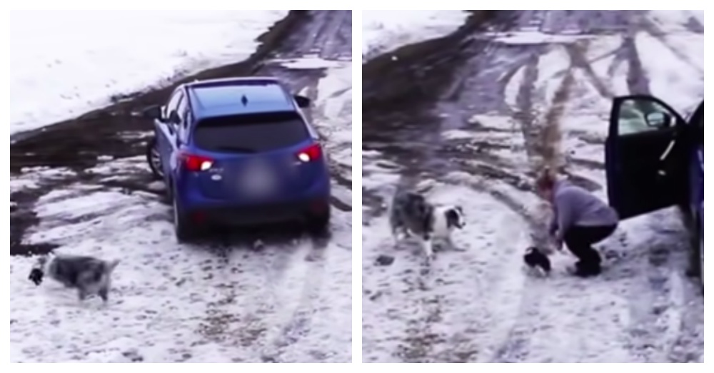 collie saves puppy