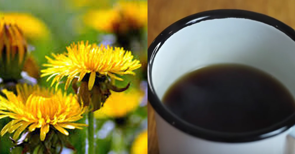 Civil War Recipe Dandelion Coffee Live Play Eat
