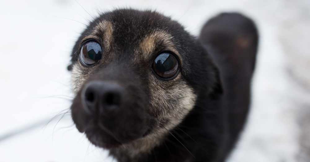 Why Do Puppy Dog Eyes Work