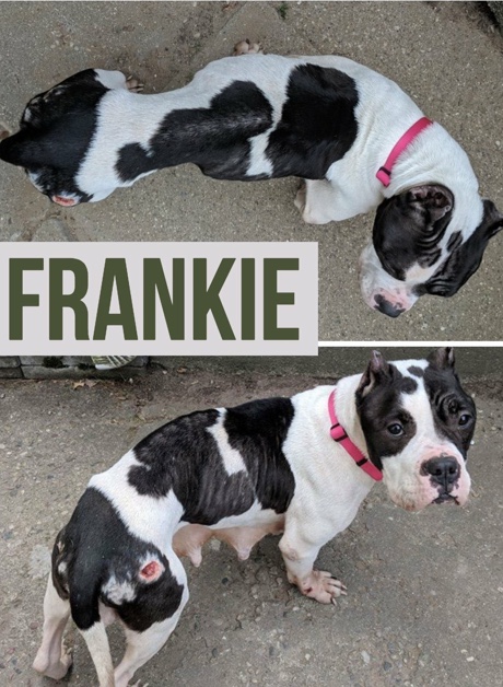 Frankie