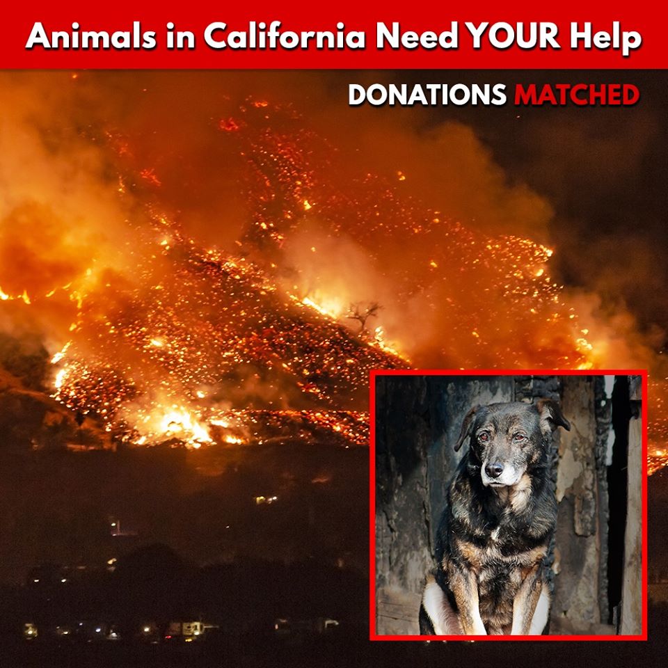 Help California Wildfire Victims Now
