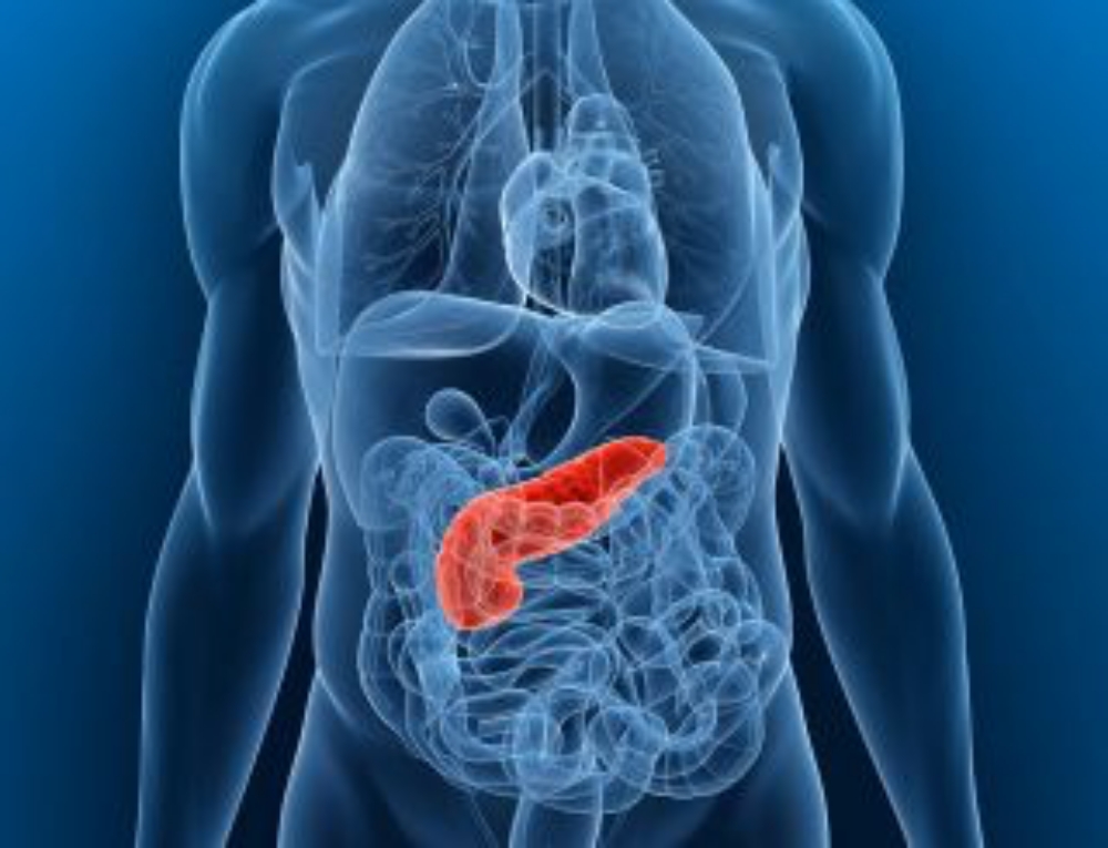 diagram of where the pancreas is located in the human body