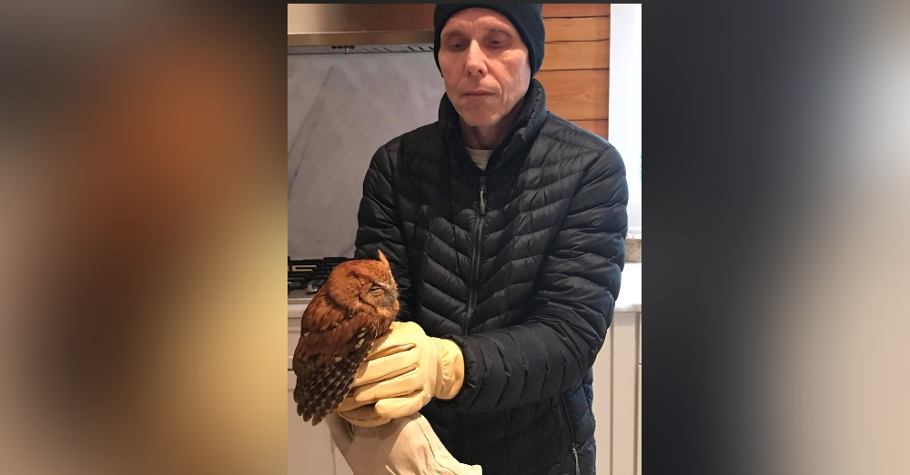 Georgia Family Startled To Discover An Owl Living In Their Christmas ...