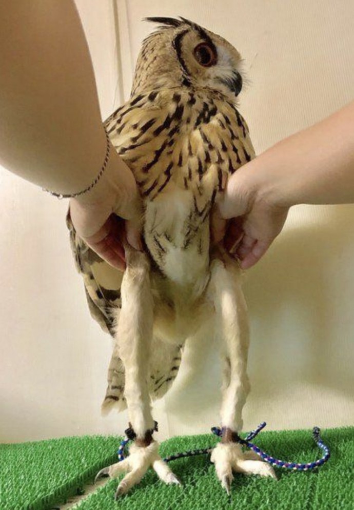 It Turns Out That Owls Have Long Skinny Legs Under All Their Feathers ...