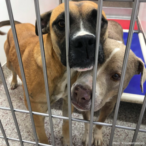 Coronavirus Animal Shelters