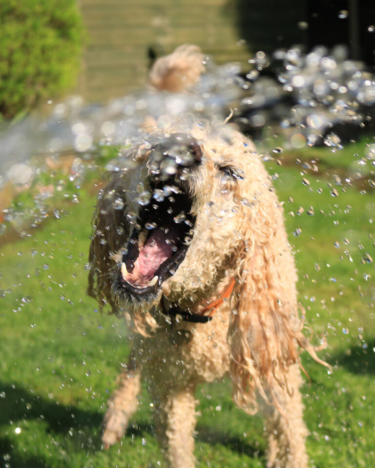 Are Ice Cubes Safe For Dogs To Eat? The Animal Rescue Site News