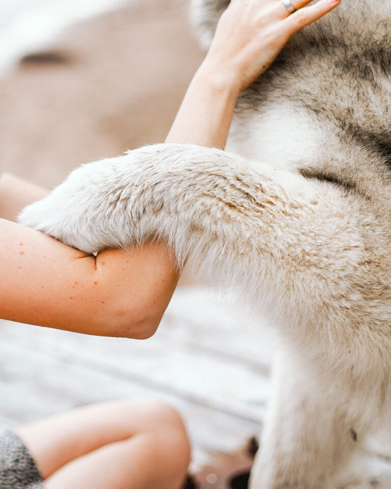 Are Ice Cubes Safe For Dogs To Eat? The Animal Rescue Site News