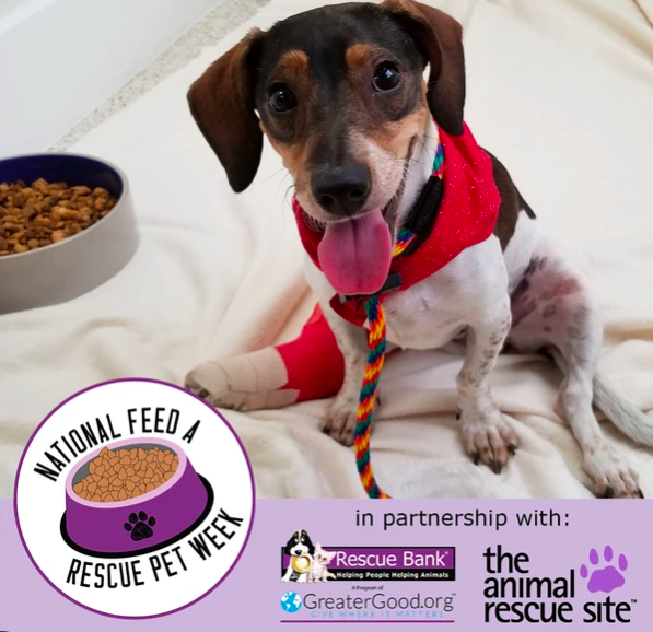National Feed A Rescue Pet Week Thank You For Helping Us Save Dogs Like Alice During National Feed a