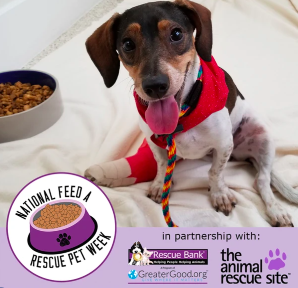 Feed A Rescue Pet 2020