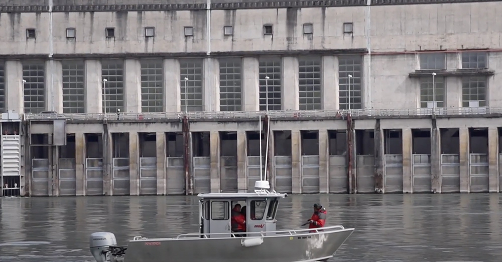 Seal lions have been crowding dams along the Columbia River and eating steelhead and salmon.