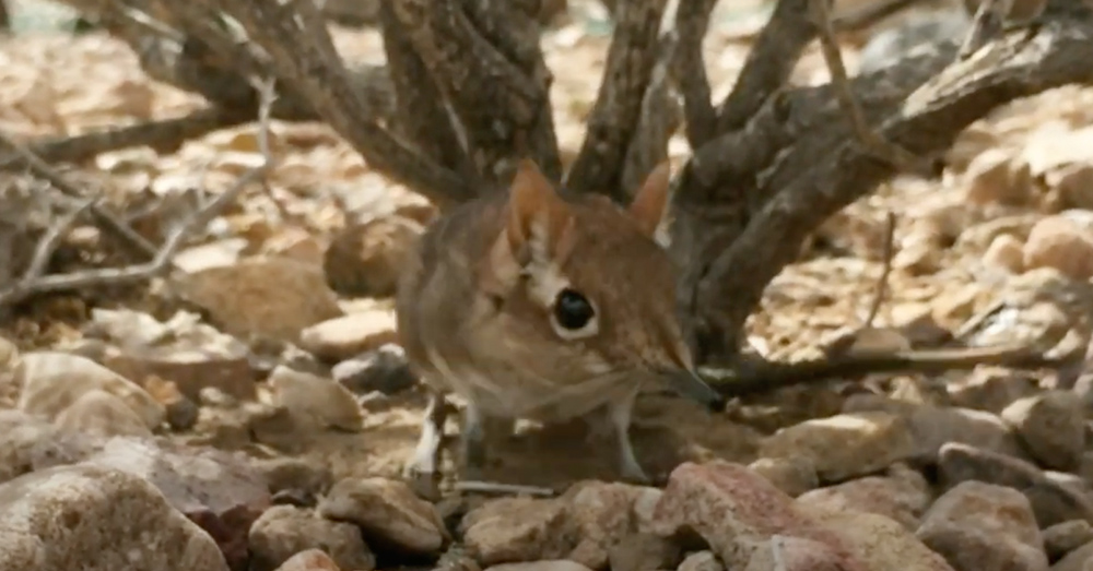 The Somali sengi may have a bright future ahead.