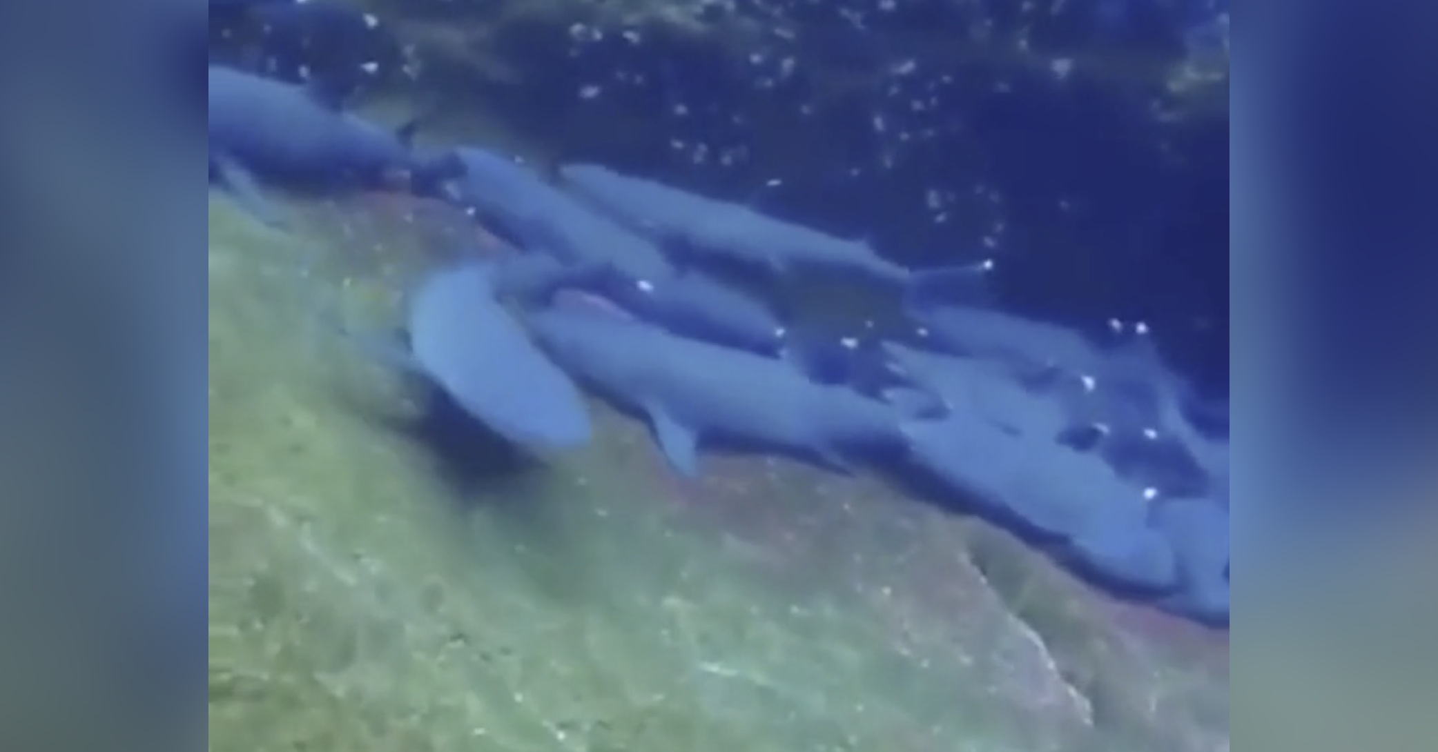 Beautiful, but what happens if these sharks wake up?