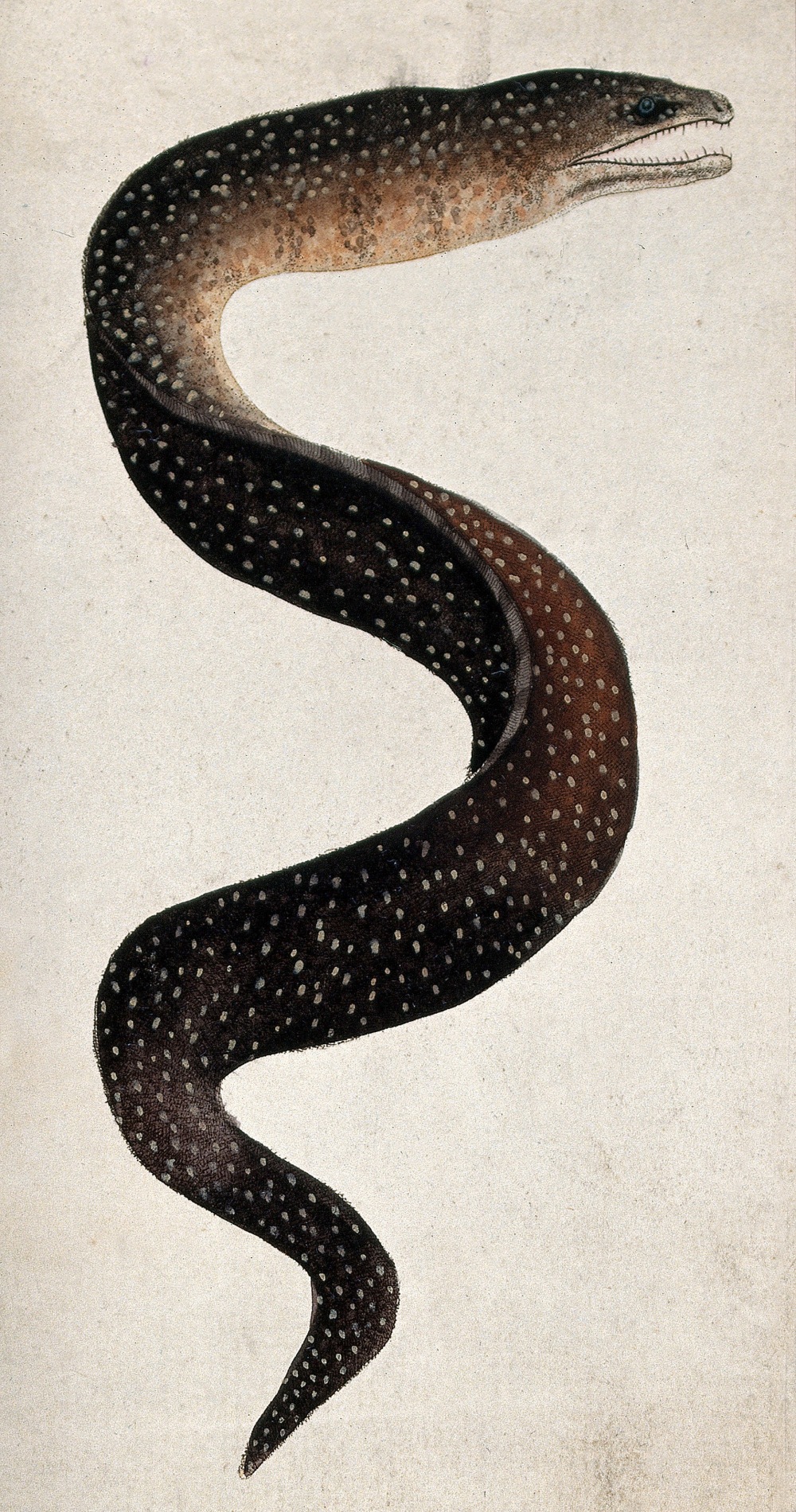 Via / Wellcome Collection