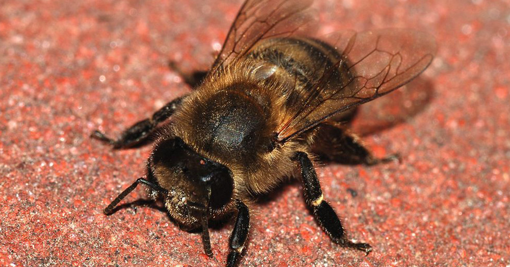 Oklahoma's state insect is the honeybee, which currently faces threats from unregulated pesticide use.