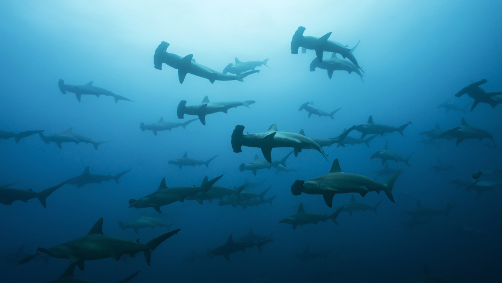 Hammerhead shark migrate through the waters around the Galápagos Islands.