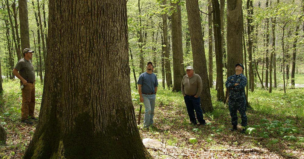 This old growth forest is sustainably managed by Naval Support Activity Crane.