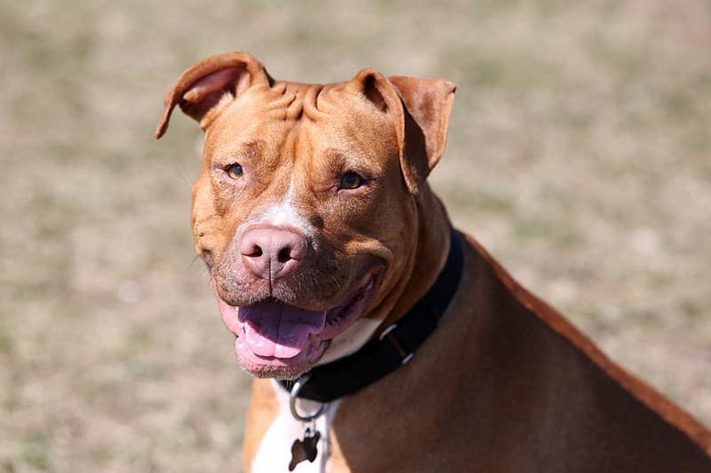 Denver residents may purchase pit bull permits beginning in 2021.