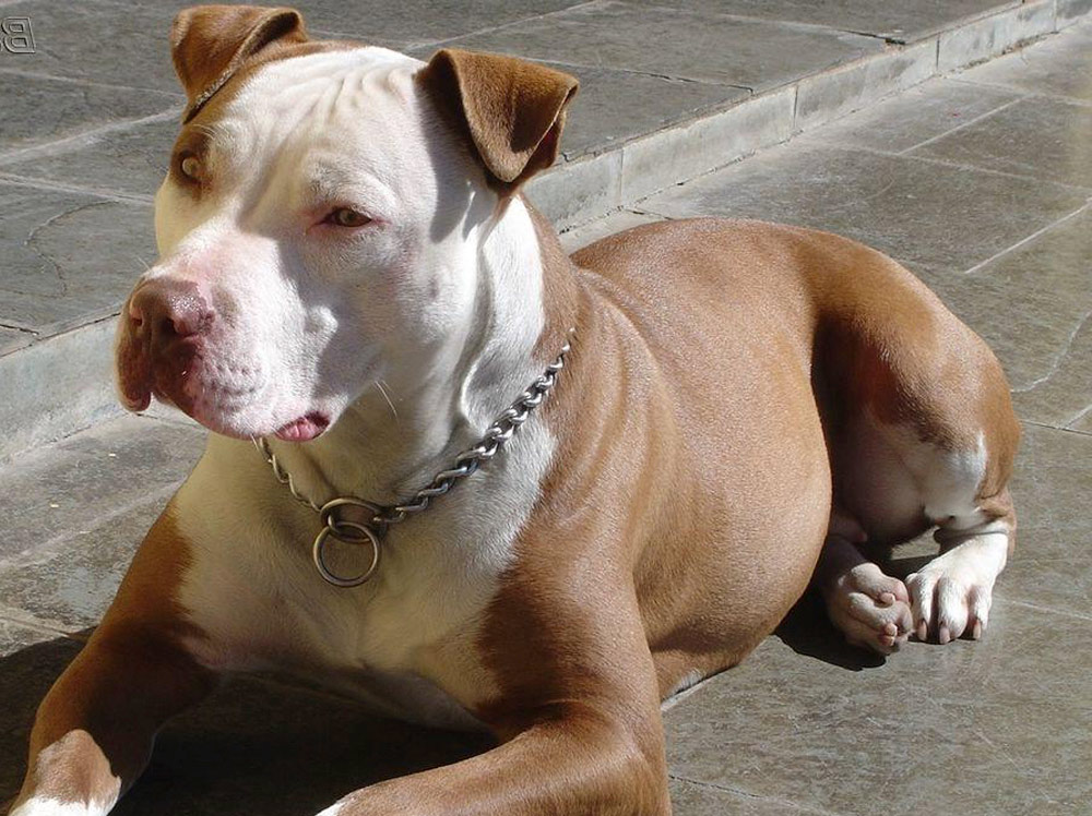 Denver's 31-year ban on pit bulls has been repealed.