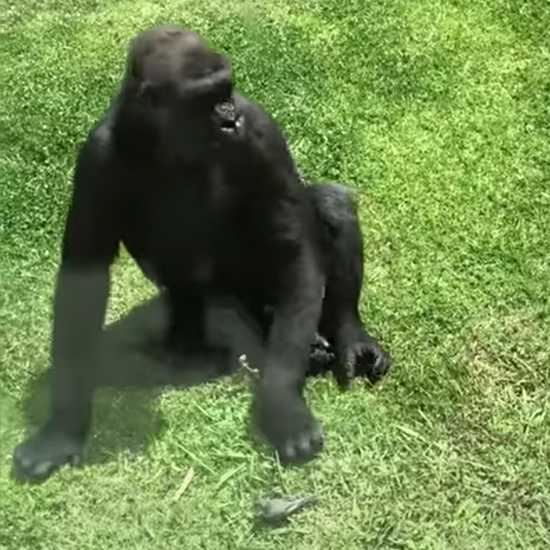 The gorilla sits by the bird while examining it.