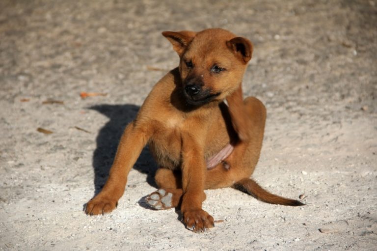 dry-skin-on-dogs-what-causes-it-and-how-to-treat-it-the-animal
