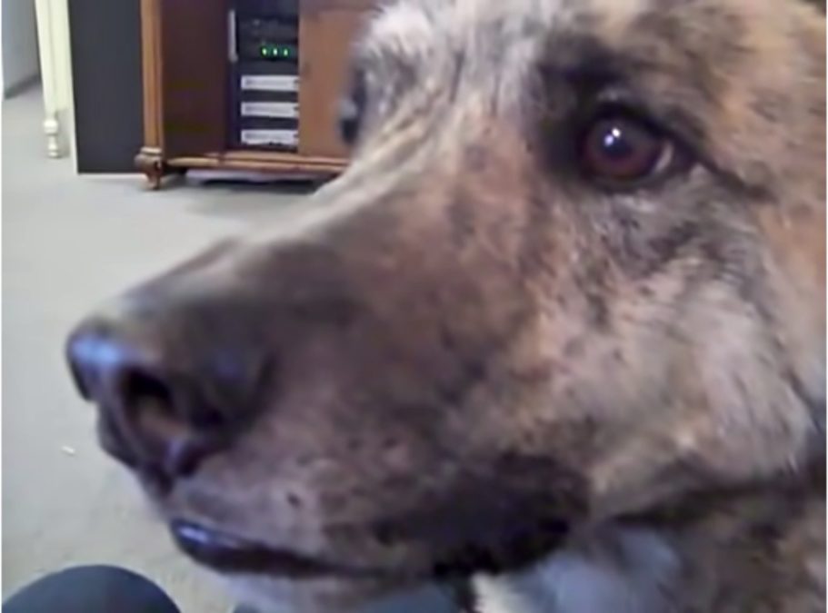 Video Of Dog Talking To Owner About Bacon Owner Tells Dog He Gave All The Treats To The Cats, Over 200M Have Seen