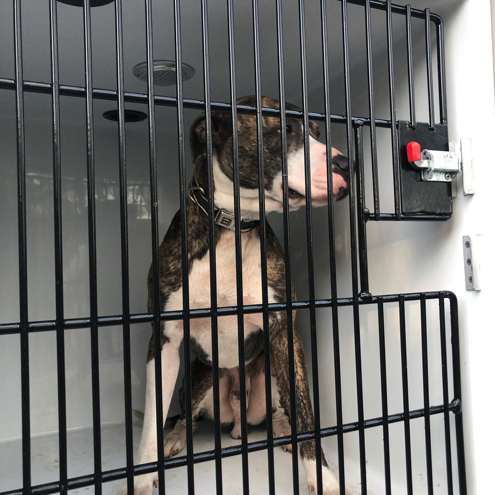 Walker saved six dogs and 10 cats from the shelter.