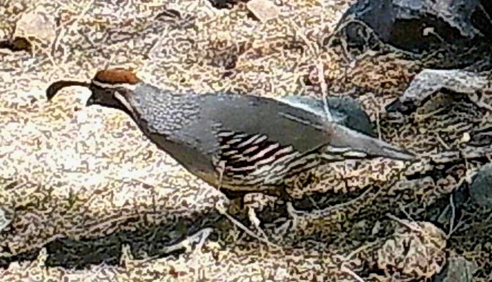 Gambel's Quail