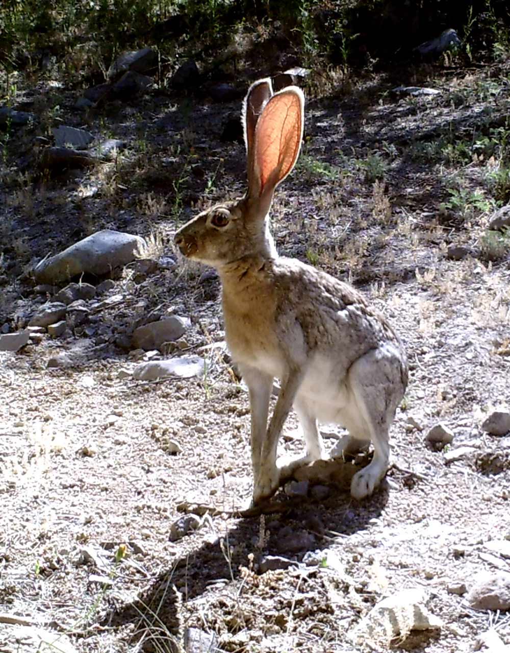 Antelope jackrabbit