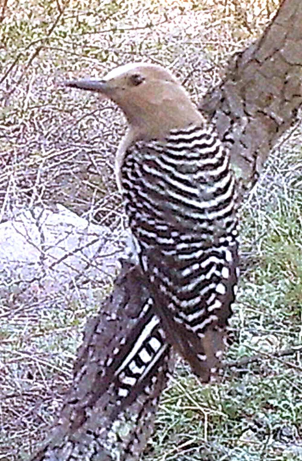 Gila woodpecker