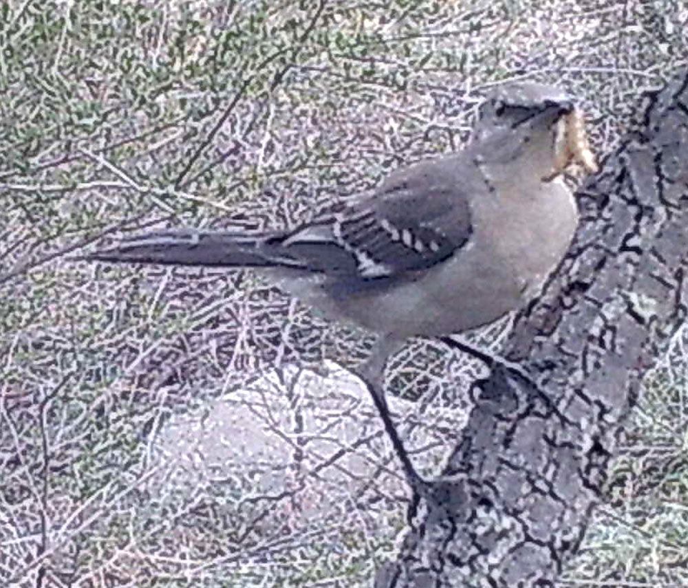 Mockingbird