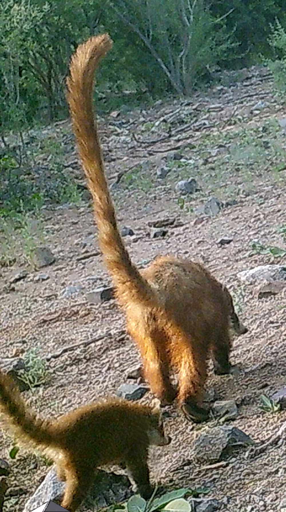 Coatmundi