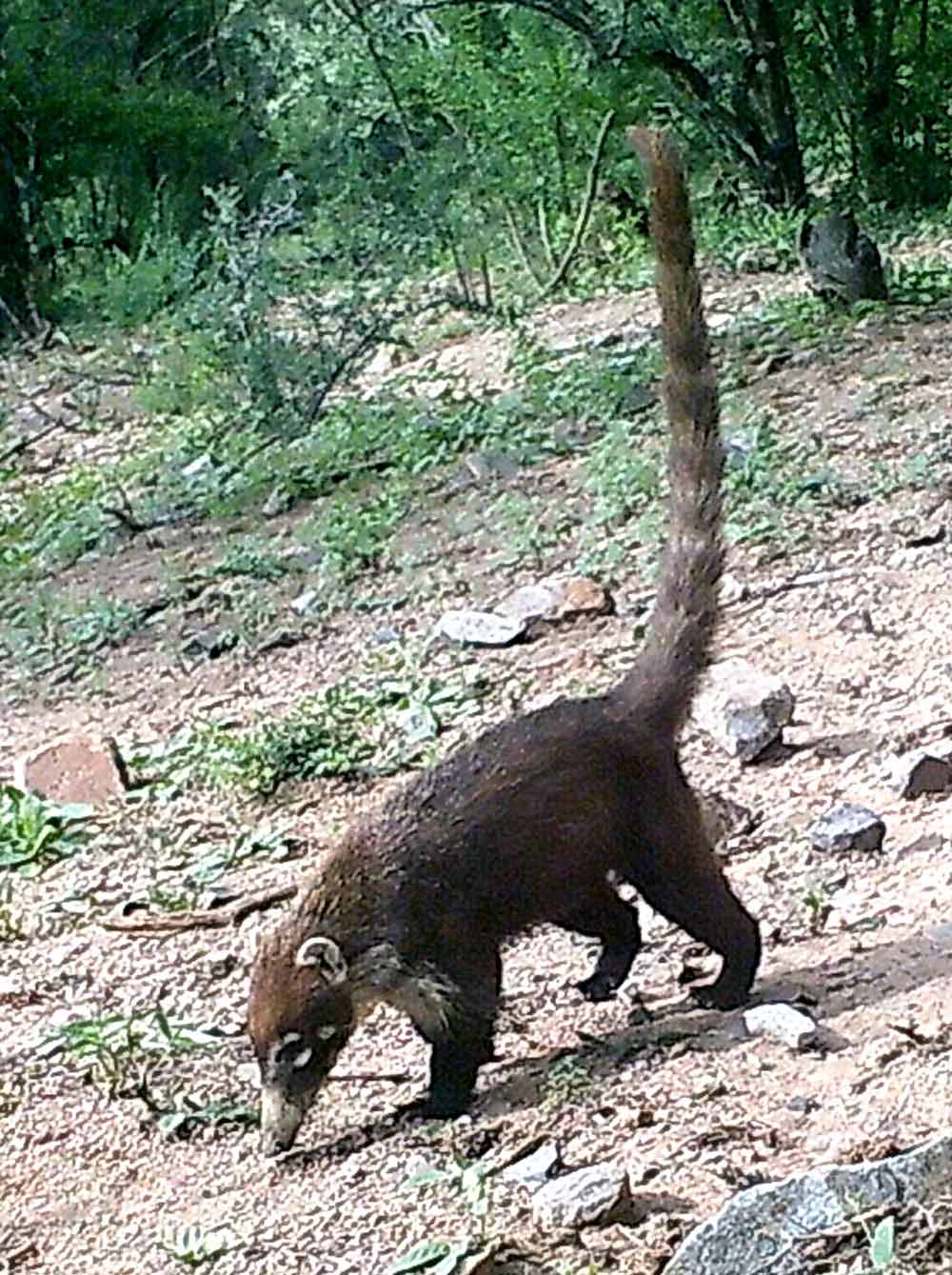 Coatmundi or chlugo.