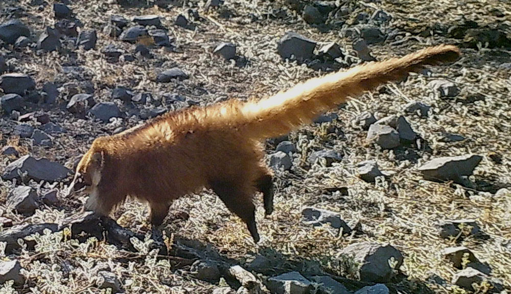 Coatmundi